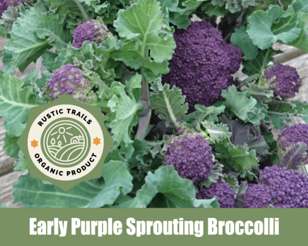 Early Purple Sprouting Broccoli (Brassica oleracea var. italica)